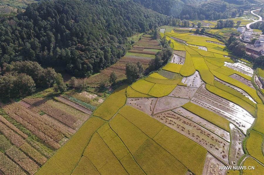 CHINA-YUNNAN-FIELD-SCENERY(CN)