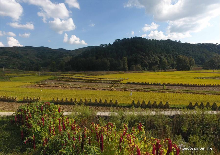 CHINA-YUNNAN-FIELD-SCENERY(CN)