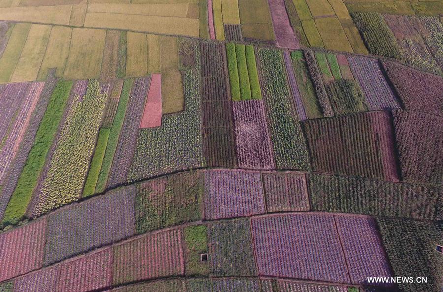 CHINA-YUNNAN-FIELD-SCENERY(CN)