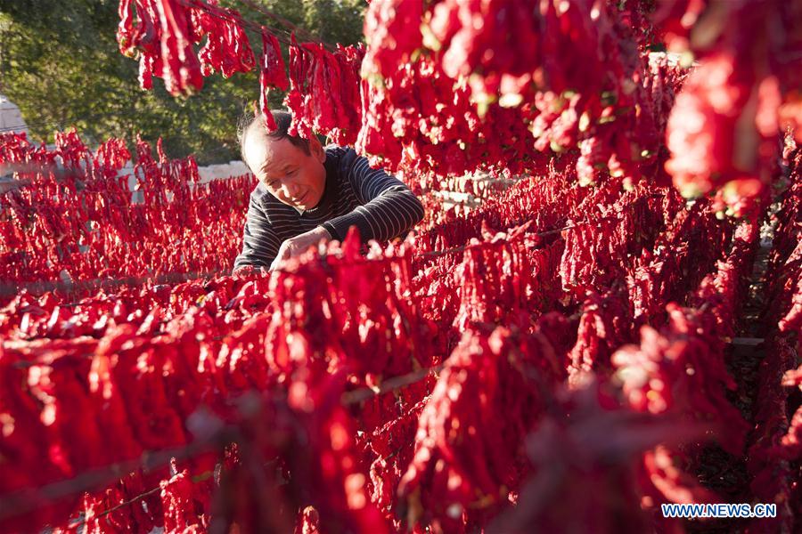 #CHINA-XINJIANG-PEPPER-HARVEST(CN)