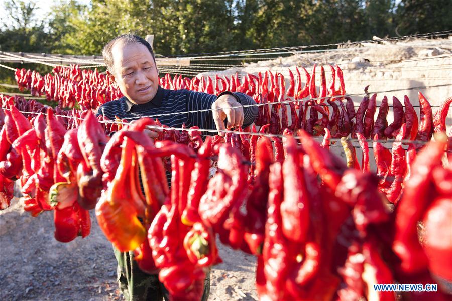 #CHINA-XINJIANG-PEPPER-HARVEST(CN)