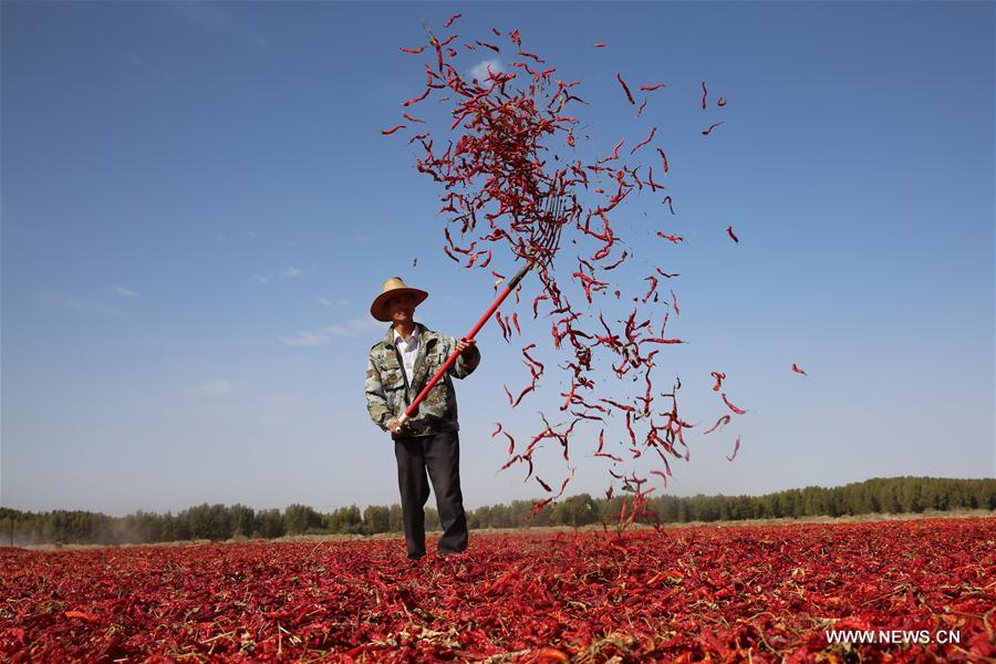 CHINA-GANSU-CHILI-HARVEST (CN)