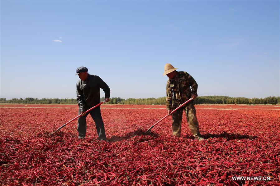 CHINA-GANSU-CHILI-HARVEST (CN)