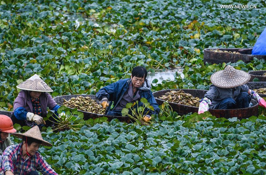 CHINA-ZHEJIANG-HUZHOU-SCENERY (CN)