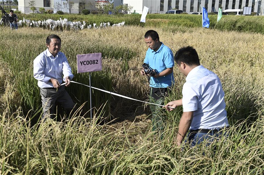 CHINA-QINGDAO--AGRICULTURE-SALINE-TOLERANT RICE(CN)