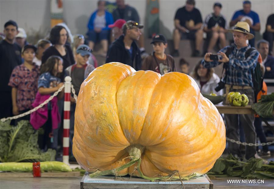 CANADA-BRUCE-GIANT PUMPKIN COMPETITION