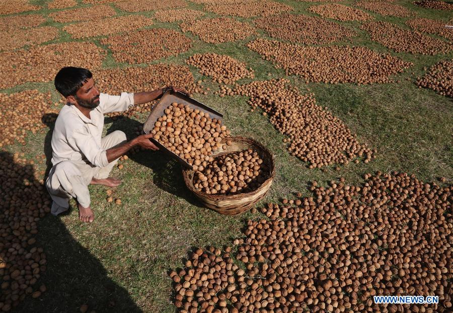 KASHMIR-SRINAGAR-WALNUT HARVEST