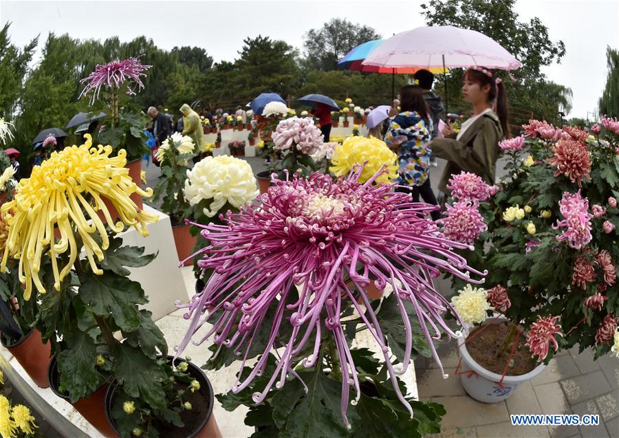 CHINA-BEIJING-YUANMINGYUAN-CHRYSANTHEMUM (CN)