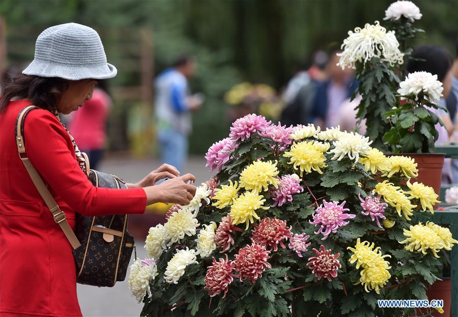 CHINA-BEIJING-YUANMINGYUAN-CHRYSANTHEMUM (CN)