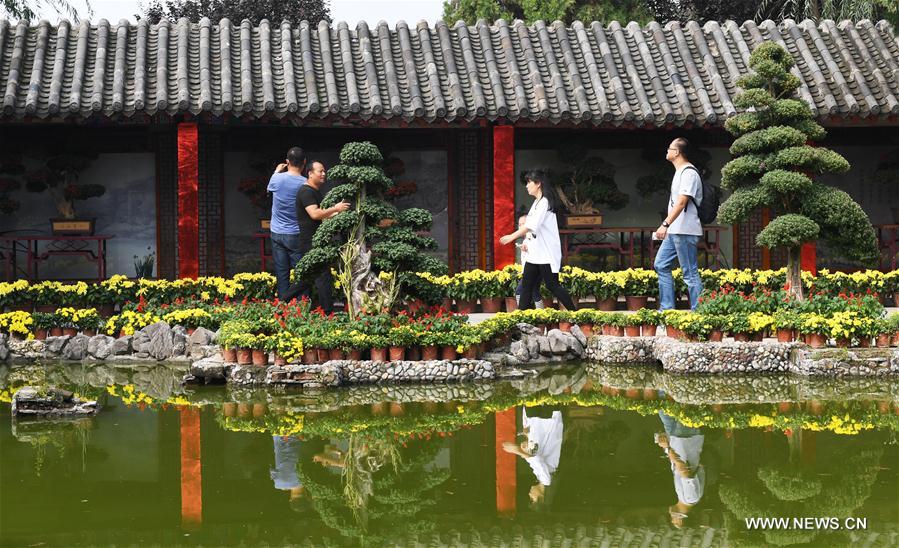 CHINA-HENAN-CHRYSANTHEMUM (CN)