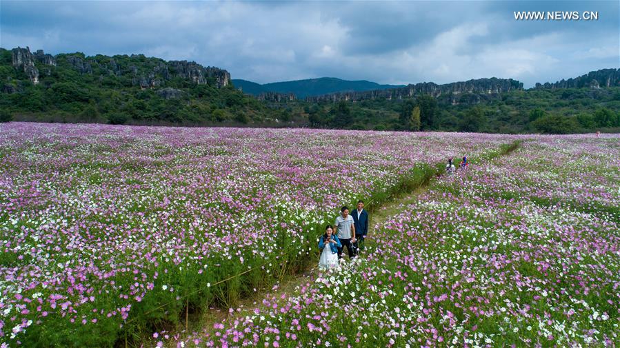 CHINA-YUNNAN-SHILIN-COSMOS (CN)