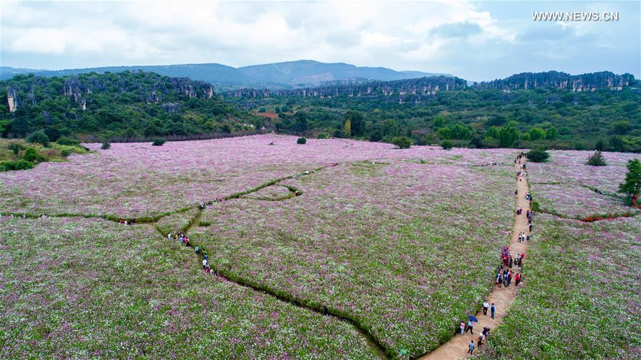 CHINA-YUNNAN-SHILIN-COSMOS (CN)