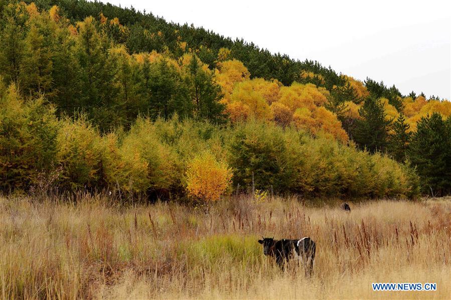 CHINA-INNER MONGOLIA-BAYAN NUR-AUTUMN (CN)