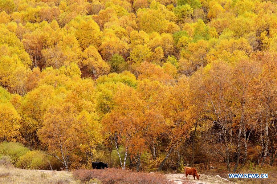 CHINA-INNER MONGOLIA-BAYAN NUR-AUTUMN (CN)