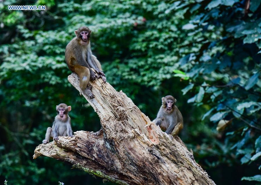 #CHINA-JIANGXI-RHESUS MACAQUES-PROTECTION (CN)
