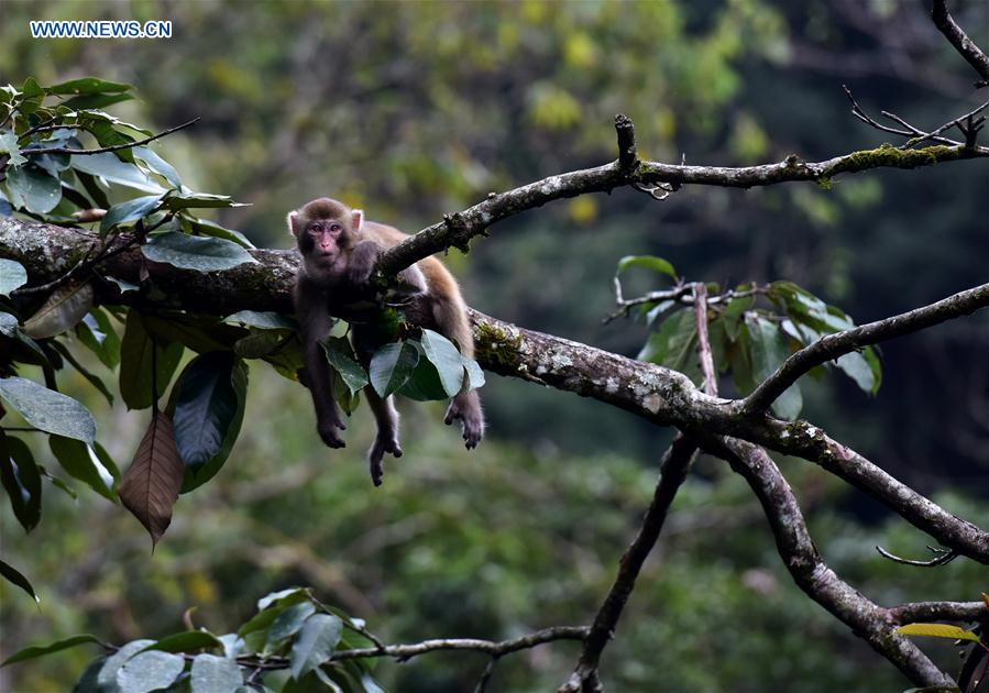#CHINA-JIANGXI-RHESUS MACAQUES-PROTECTION (CN)