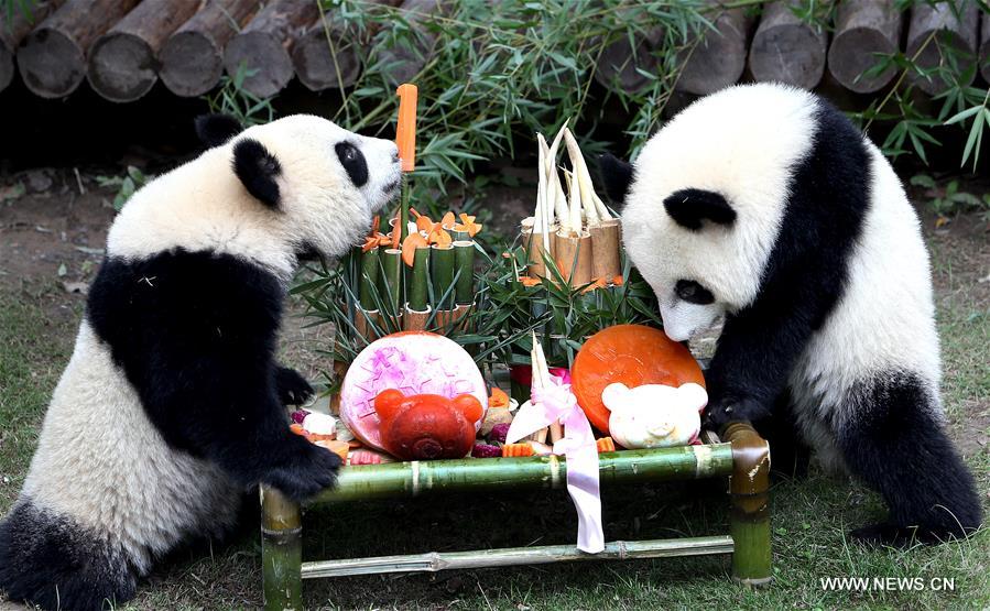 CHINA-SHANGHAI-PANDA CUBS-BIRTHDAY (CN)
