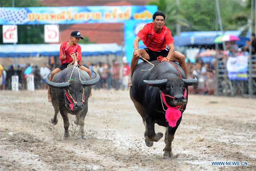 THAILAND-CHONBURI-BUFFALO RACING 