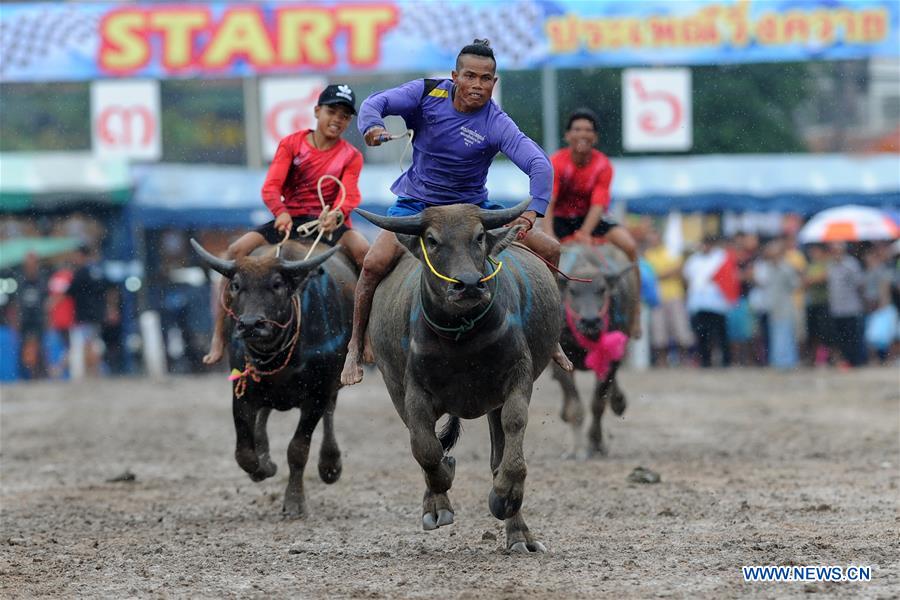 THAILAND-CHONBURI-BUFFALO RACING 