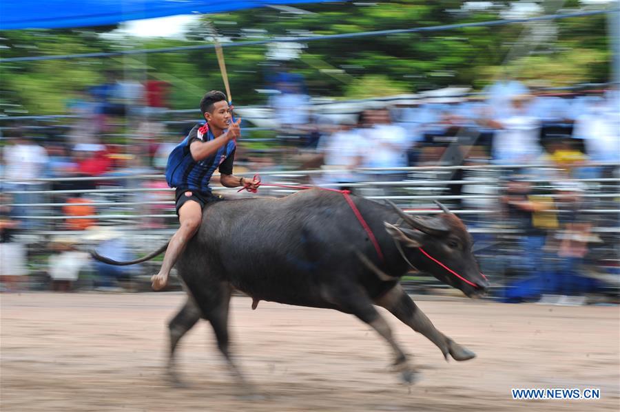 THAILAND-CHONBURI-BUFFALO RACING 