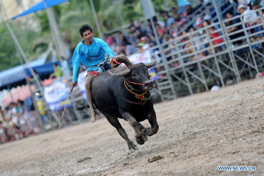 THAILAND-CHONBURI-BUFFALO RACING 