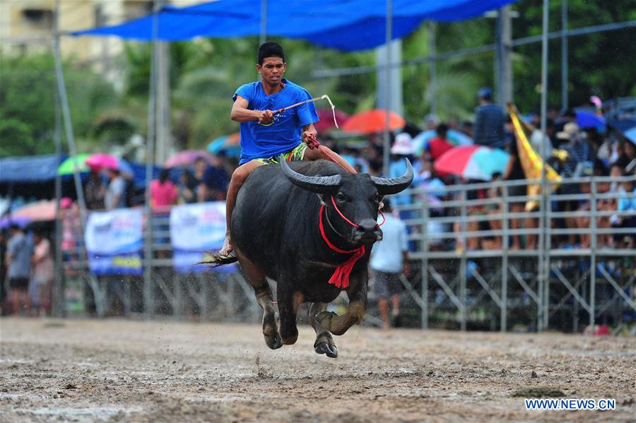THAILAND-CHONBURI-BUFFALO RACING 