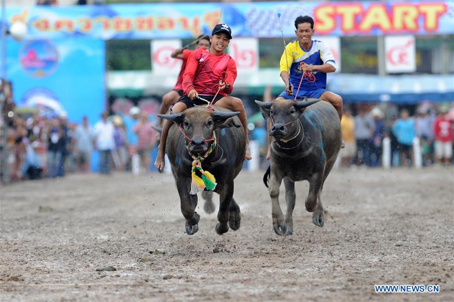 THAILAND-CHONBURI-BUFFALO RACING 