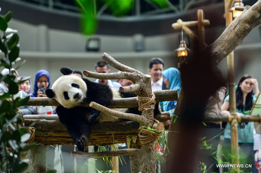 MALAYSIA-KUALA LUMPUR-PANDA-NUAN NUAN