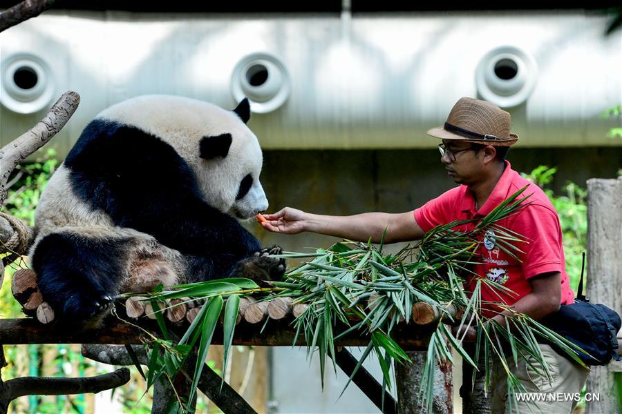 MALAYSIA-KUALA LUMPUR-PANDA-NUAN NUAN
