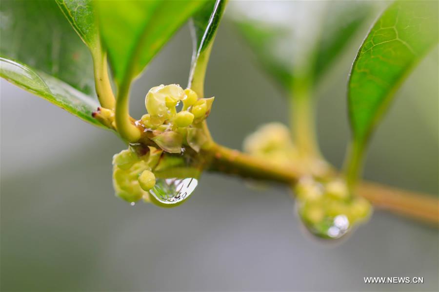CHINA-AUTUMN-RAIN(CN)