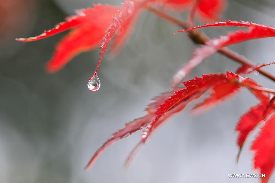 CHINA-AUTUMN-RAIN(CN)