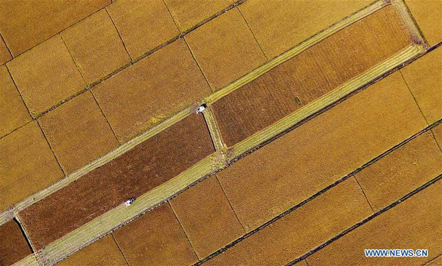 CHINA-HEBEI-PADDY FIELD-HARVEST (CN)