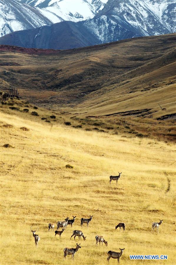 CHINA-QINGHAI-DEER(CN)