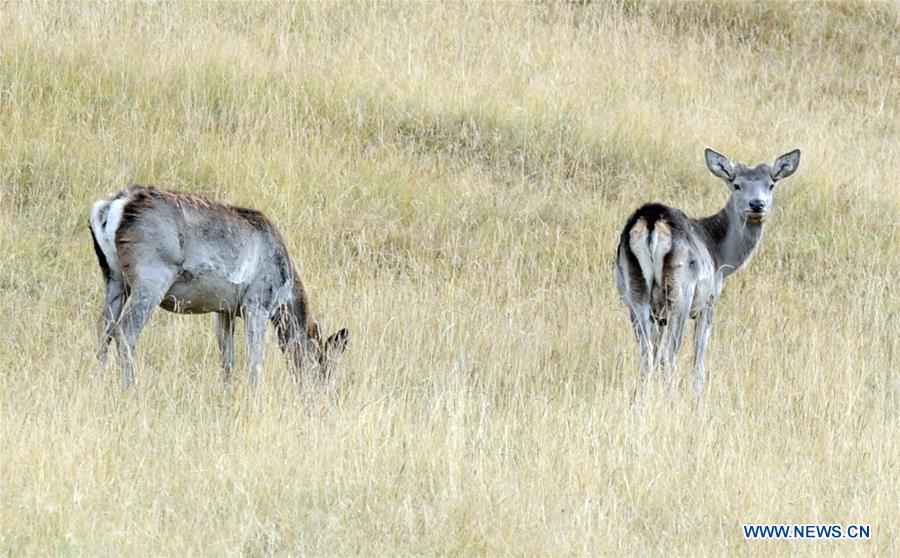 CHINA-QINGHAI-DEER(CN)