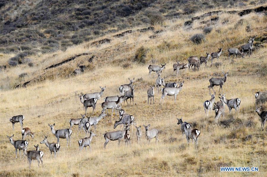 CHINA-QINGHAI-DEER(CN)