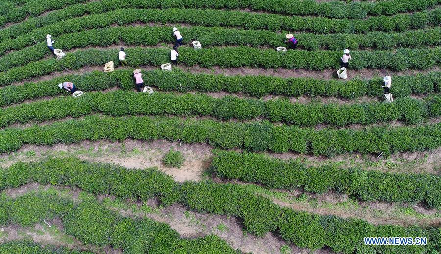 #CHINA-FUJIAN-AUTUMN TEA-HARVEST (CN)