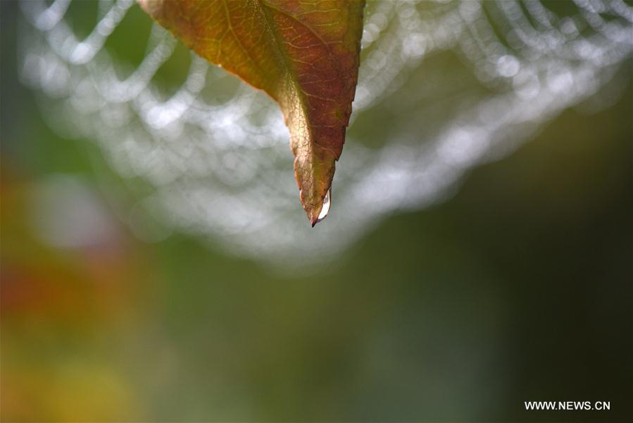 #CHINA-AUTUMN-COLD DEW(CN)