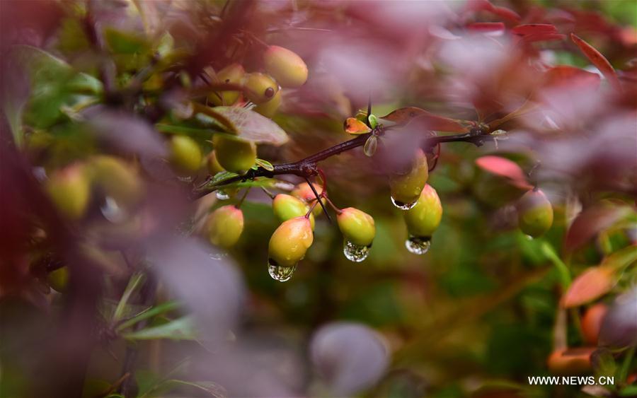 #CHINA-AUTUMN-COLD DEW(CN)