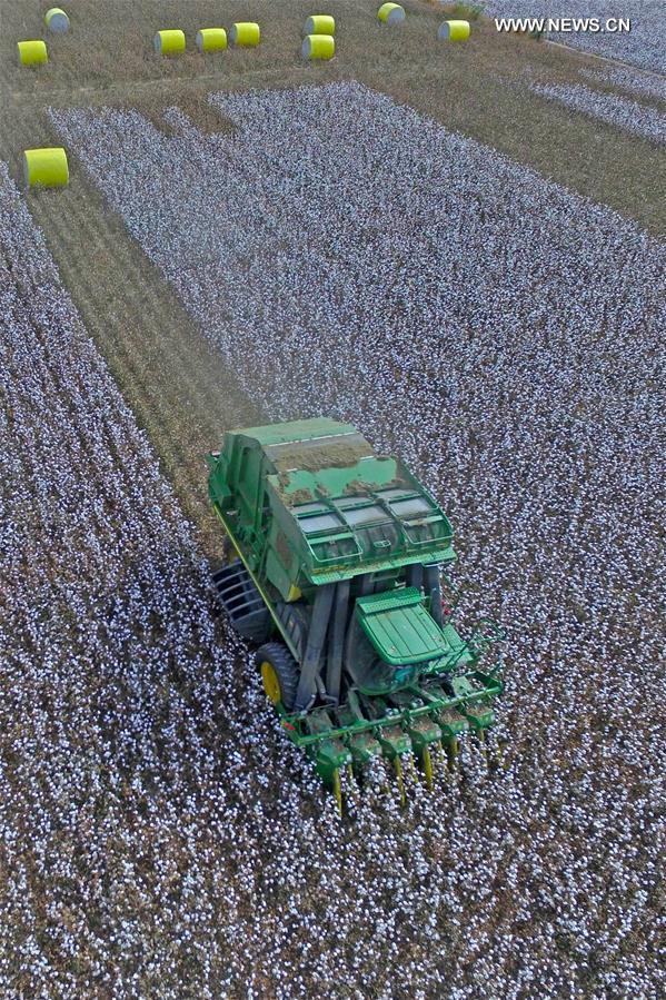 #CHINA-XINJIANG-HAMI-COTTON HARVEST (CN) 