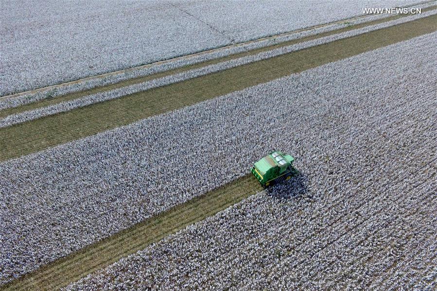#CHINA-XINJIANG-HAMI-COTTON HARVEST (CN) 