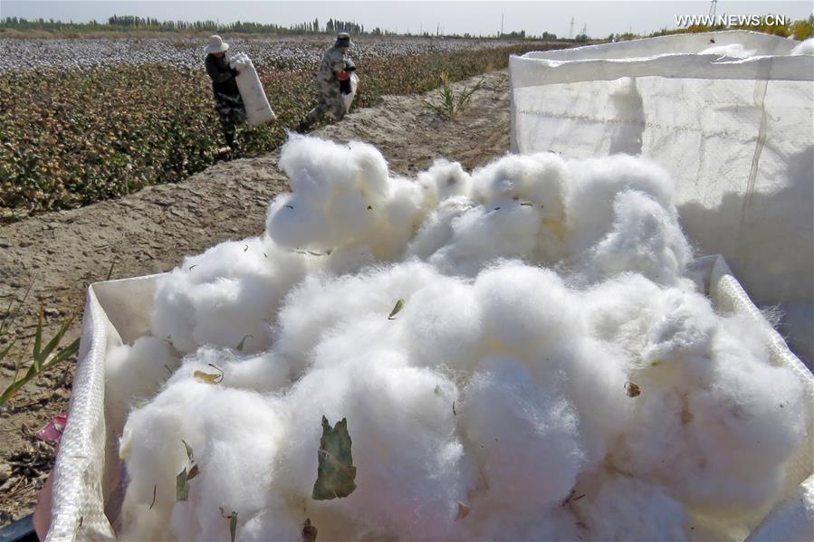 #CHINA-XINJIANG-HAMI-COTTON HARVEST (CN) 