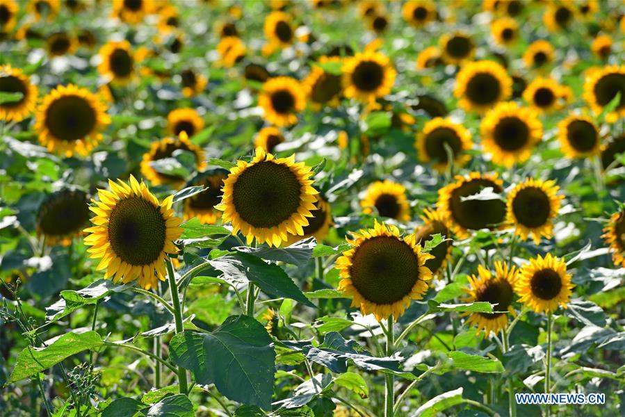 #CHINA-AUTUMN-SCENERY(CN)