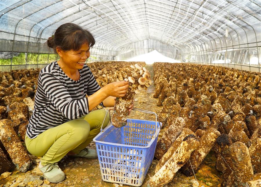 CHINA-JIANGXI-MUSHROOM(CN)