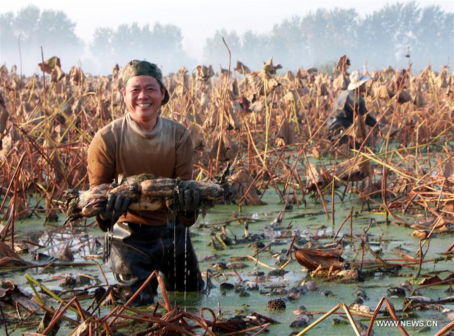 #CHINA-AUTUMN-HARVEST (CN)     