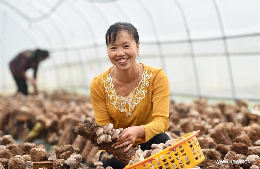 #CHINA-AUTUMN-HARVEST (CN)