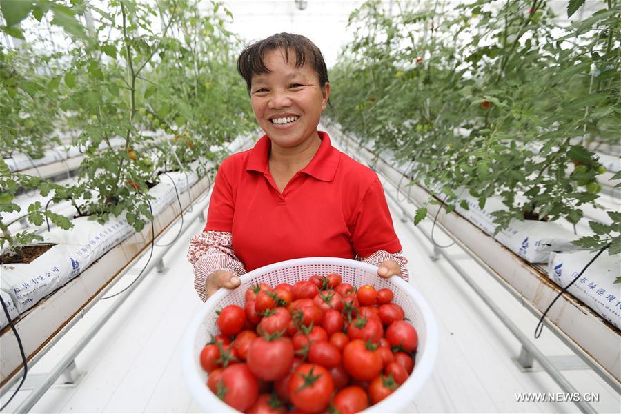 #CHINA-AUTUMN-HARVEST (CN)     