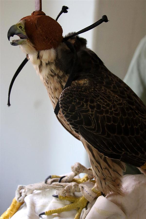 PAKISTAN-KARACHI-WILD LIFE-FALCONS-SEIZED