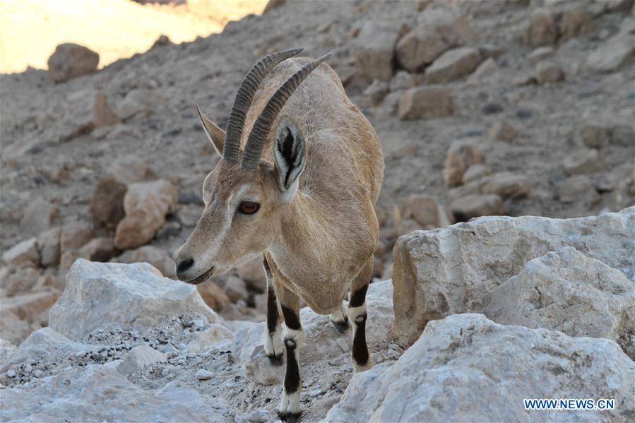 ISRAEL-MITZPE RAMON-WILD LIFE-NUBIAN IBEX