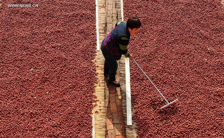CHINA-HEBEI-RED DATE-HARVEST(CN)