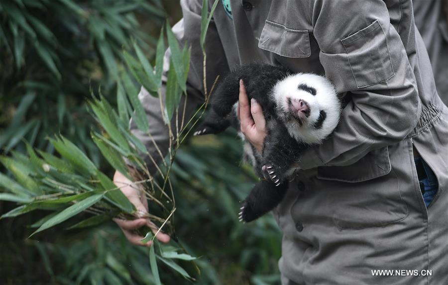 CHINA-GIANT PANDA-PRESERVATION AND BREEDING-RECORD (CN)